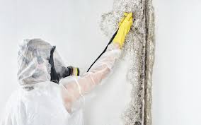 Mold Documentation for Insurance Claims in Munsons Corners, NY